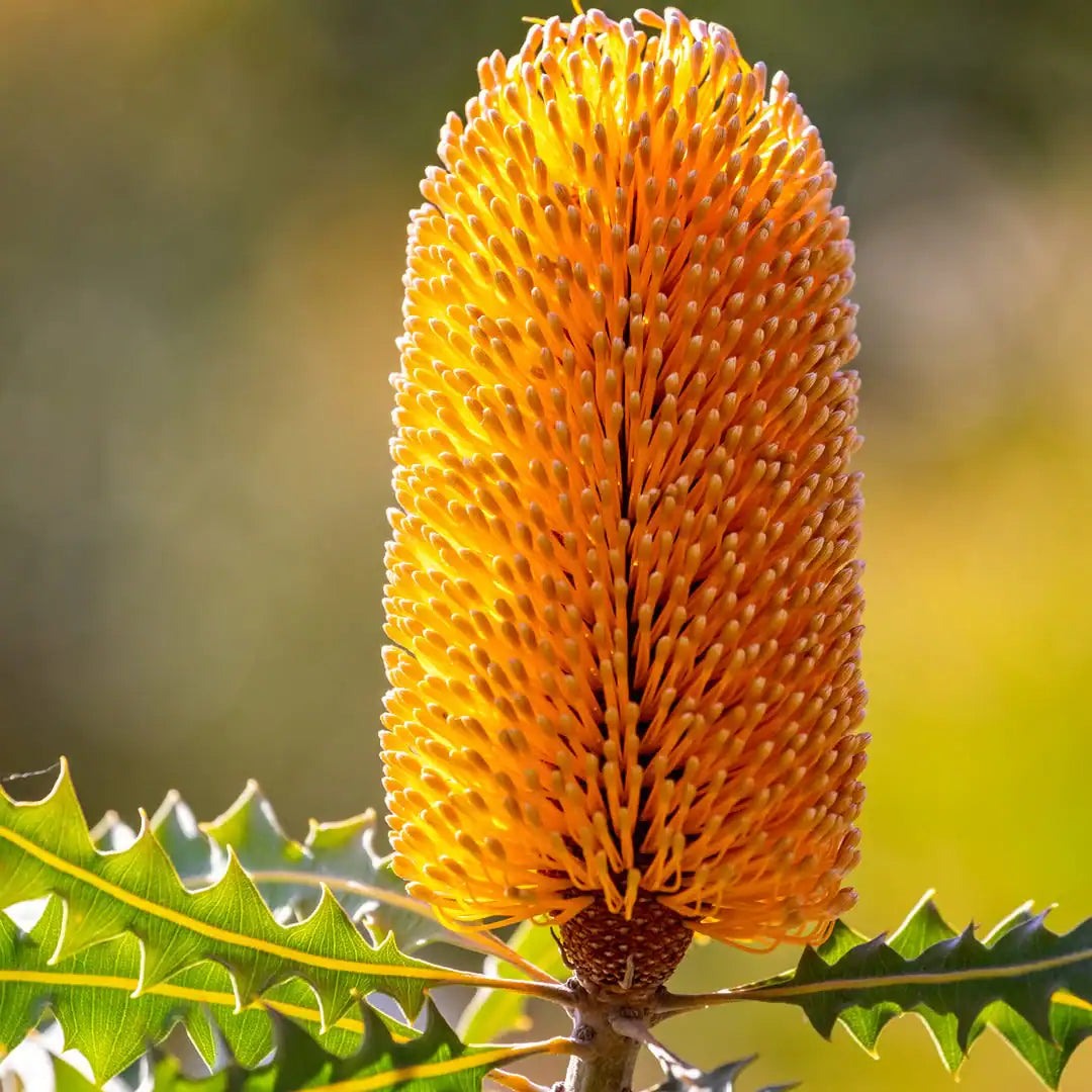 Bergamot & Banksia Fragrance Oil | Luxaroma