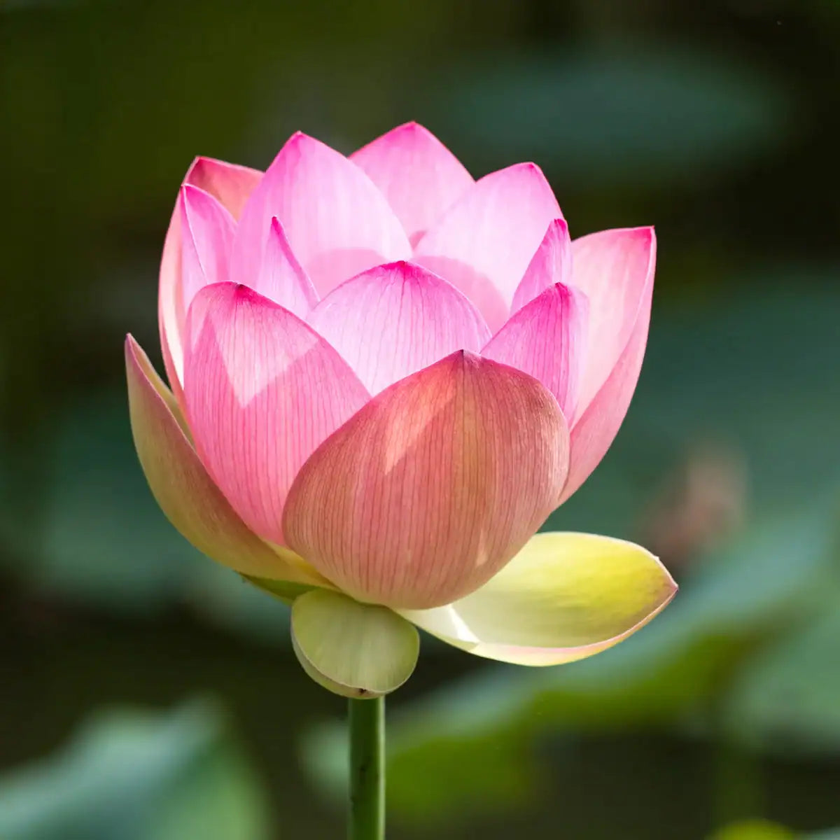 Camellia & Pink Lotus (Kyoto in Bloom Type) Fragrance Oil | Luxaroma