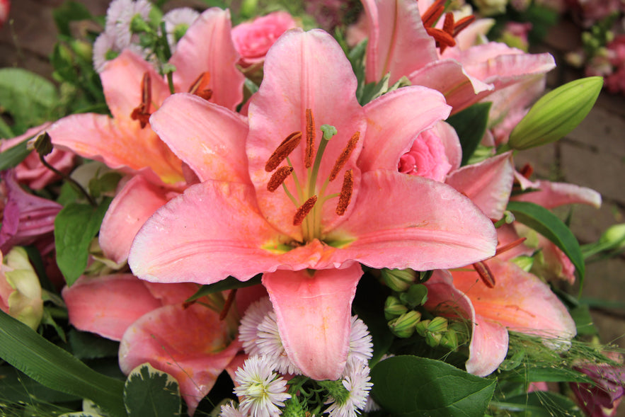 Tigerlily Patchouli Fragrance Oil