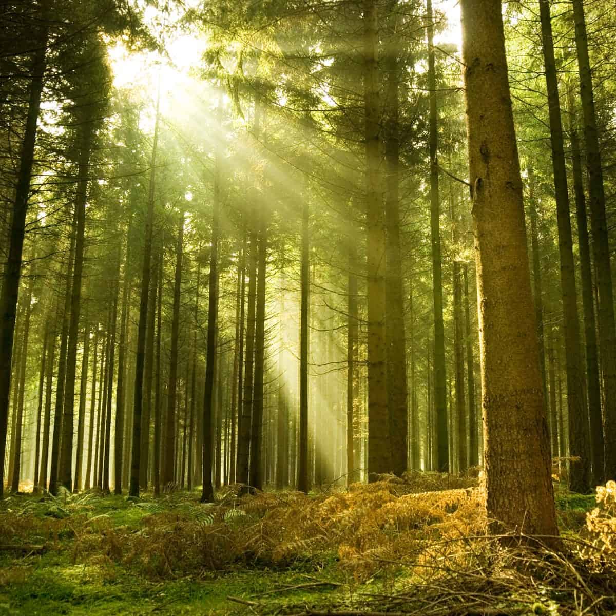 Scotch Pine Fragrance Oil | Luxaroma