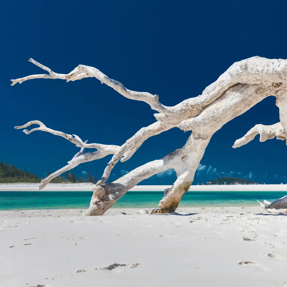 Sea Salt & Driftwood Fragrance Oil | Luxaroma