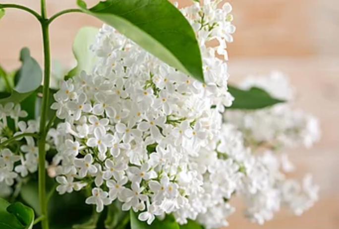 white patchouli blossom image