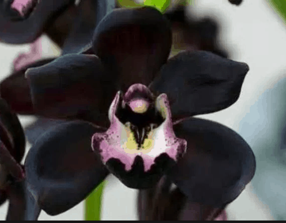 Black Orchid Style Fragrance Oil -new version