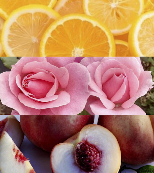 Caribbean Sunset Fragrance Oil