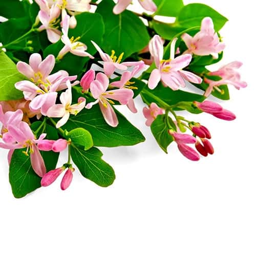 Japanese Honeysuckle Fragrance Oil Type 2