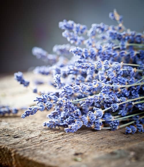 Lavender Fragrance Oil
