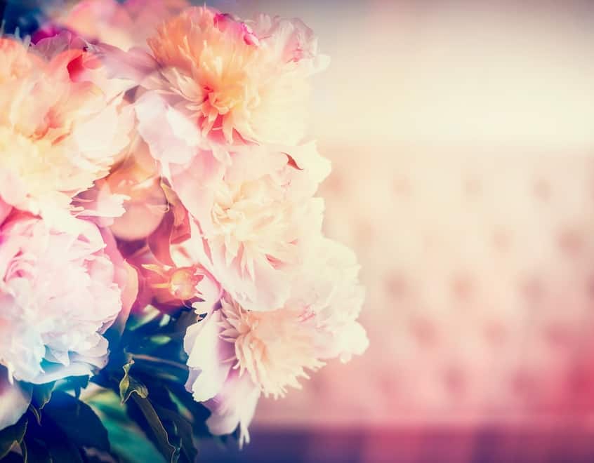 Peony & Blush Suede Style Fragrance Oil