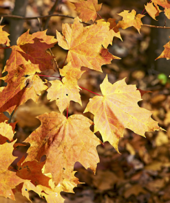 Woody & Earthy Fragrances