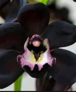 Black Orchid Style Fragrance Oil -new version