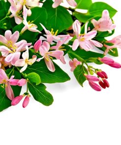 Japanese Honeysuckle Fragrance Oil Type 2