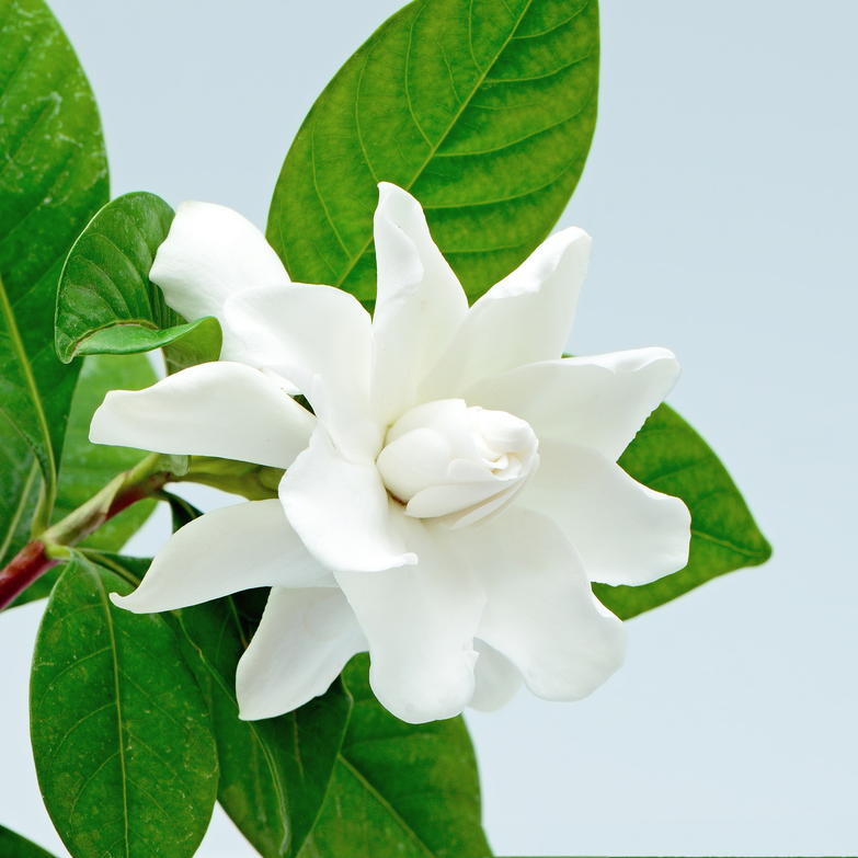 Gardenia Fragrance Oil