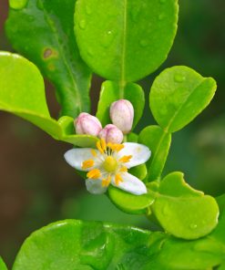 Bergamot Blossom Fragrance Oil