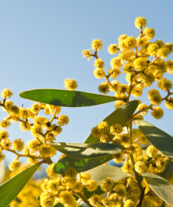 Australian Acacia