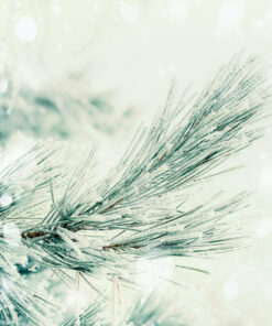Branch Of Coniferous Tree Covered With Hoarfrost And Snow At Winter Day Background