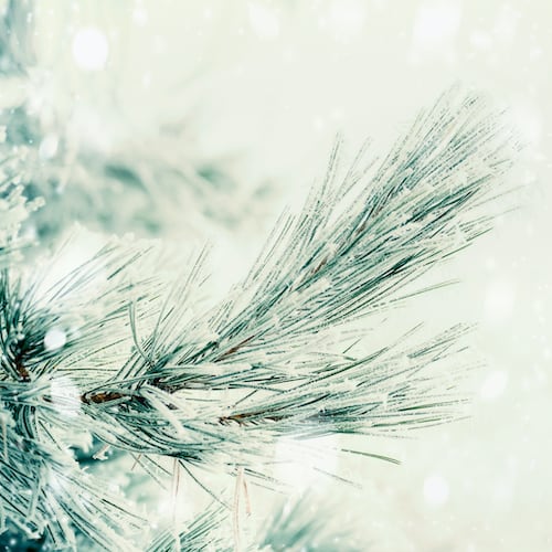 Branch Of Coniferous Tree Covered With Hoarfrost And Snow At Winter Day Background