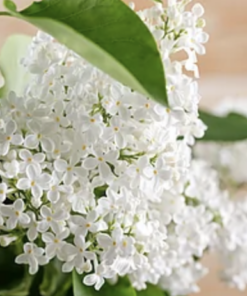 white patchouli blossom image