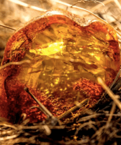 Baltic Amber Driftwood Candle Fragrance