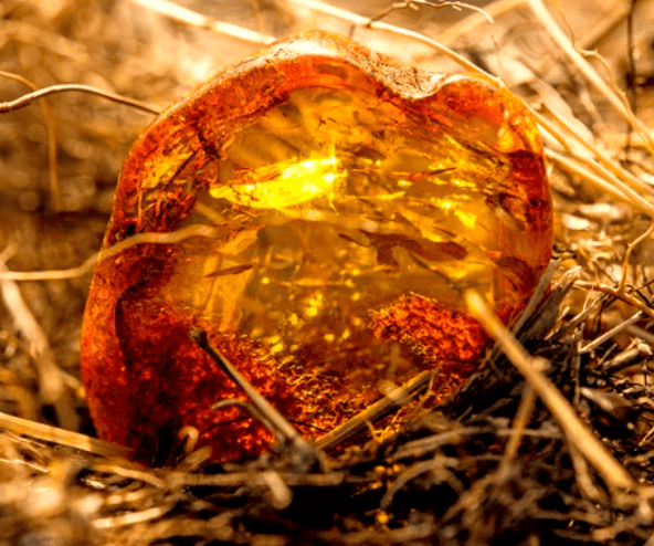 Baltic Amber Driftwood Candle Fragrance