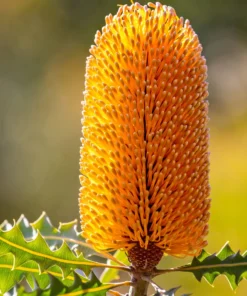 Bergamot & Banksia Fragrance Oil | Luxaroma