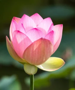 Camellia & Pink Lotus (Kyoto in Bloom Type) Fragrance Oil | Luxaroma