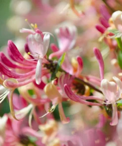 Japanese Honeysuckle Fragrance Oil | Luxaroma