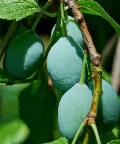 Kakadu Plum Fragrance Oil | Luxaroma