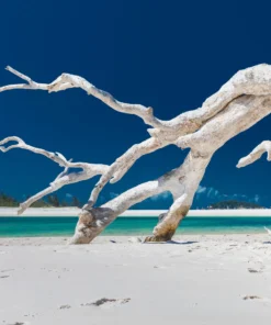 Sea Salt & Driftwood Fragrance Oil | Luxaroma