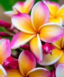 Wild Frangipani Fragrance Oil | Luxaroma