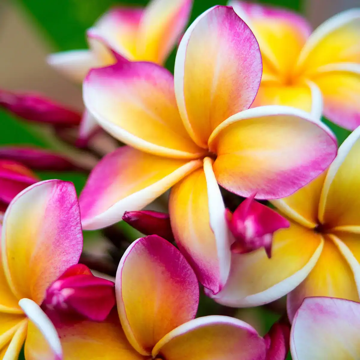 Wild Frangipani Fragrance Oil | Luxaroma